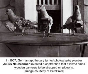 pigeons with cameras