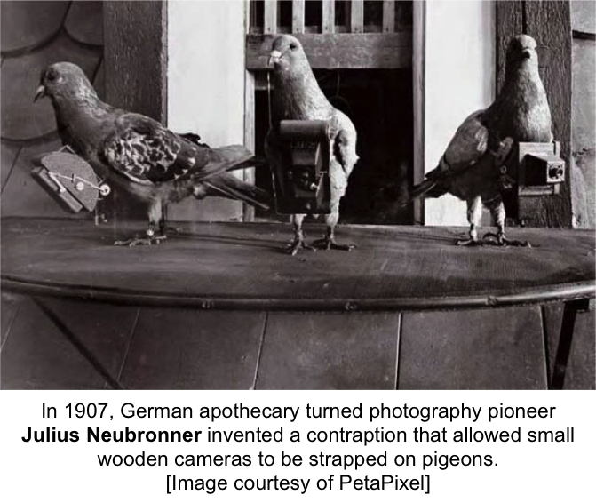 Photograph of German carrier pigeons with small wooden cameras attached to their chest.